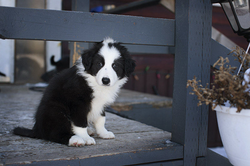 Mutt Puppy Black And White