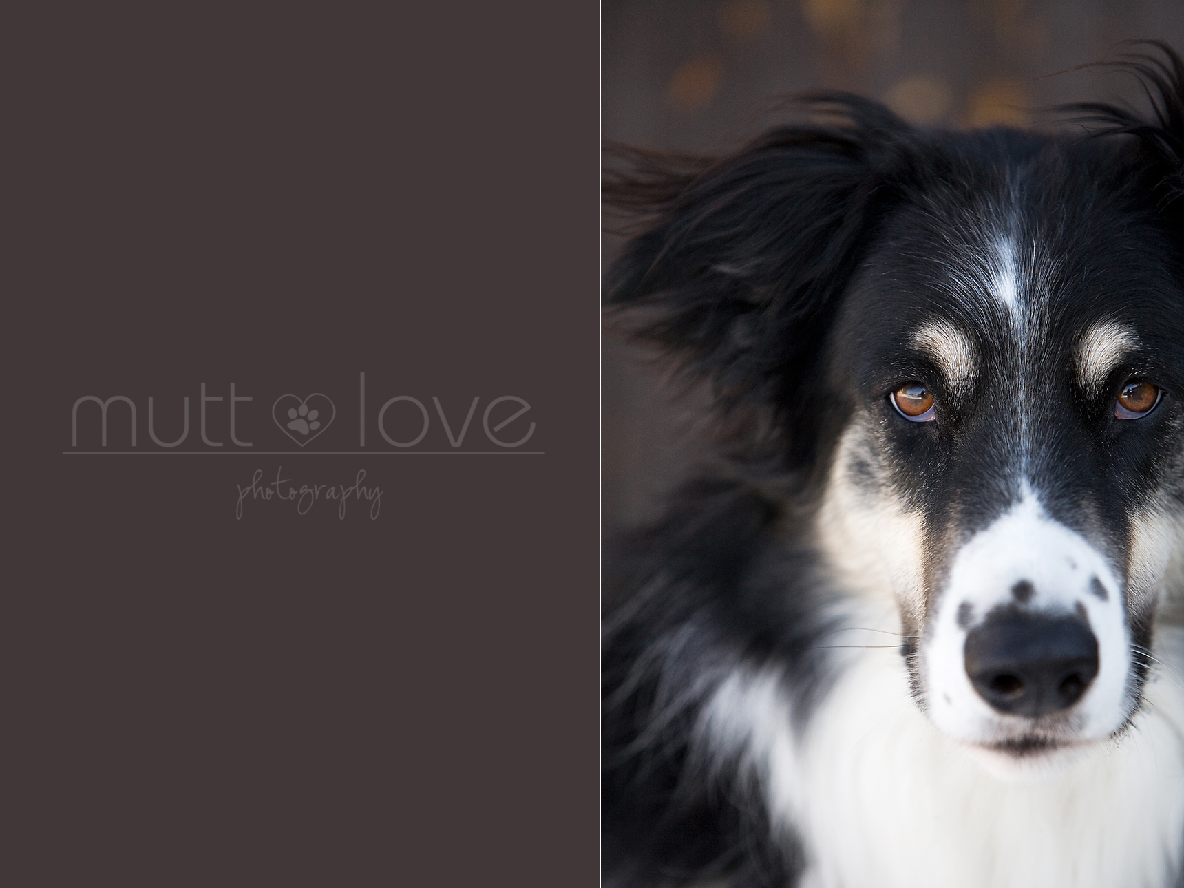 Mutt Love Dog Photography