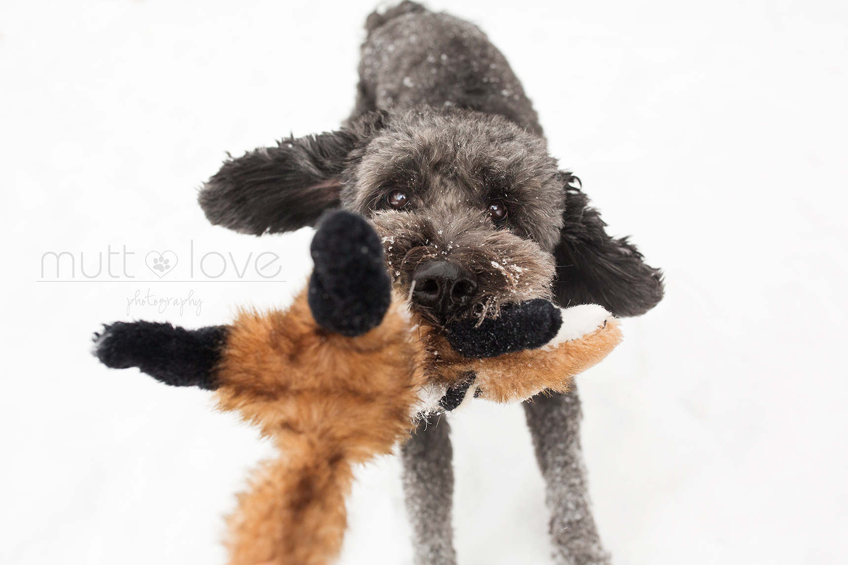 Mutt Love Dog Photography01