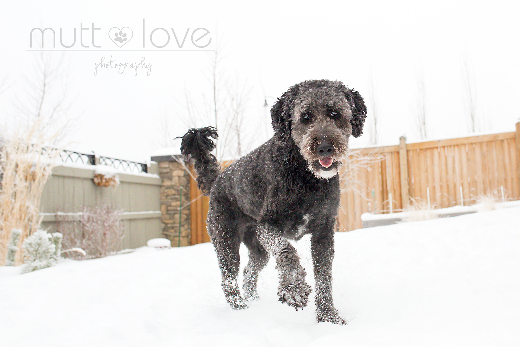 Mutt Love Dog Photography02