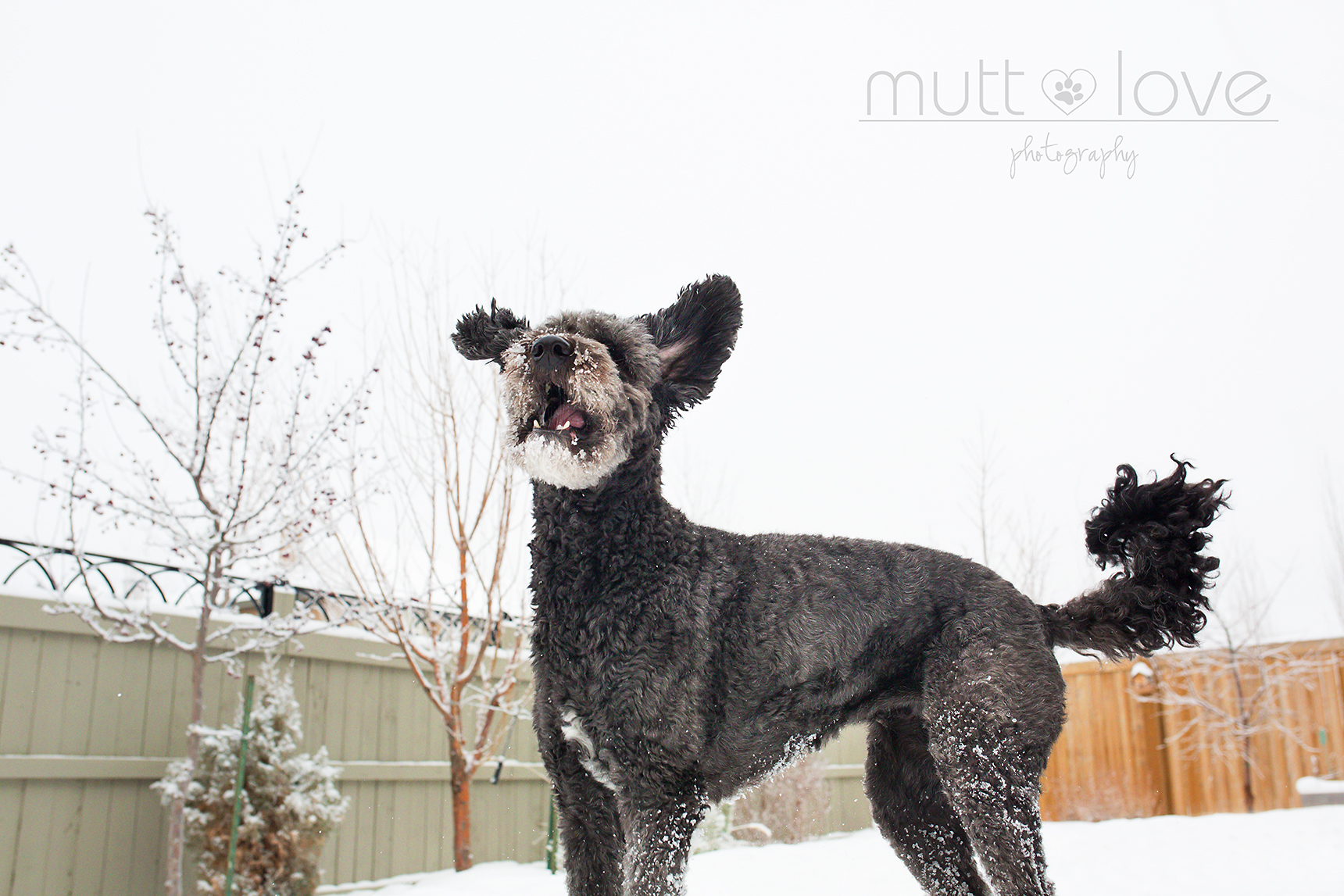 Mutt Love Dog Photography04