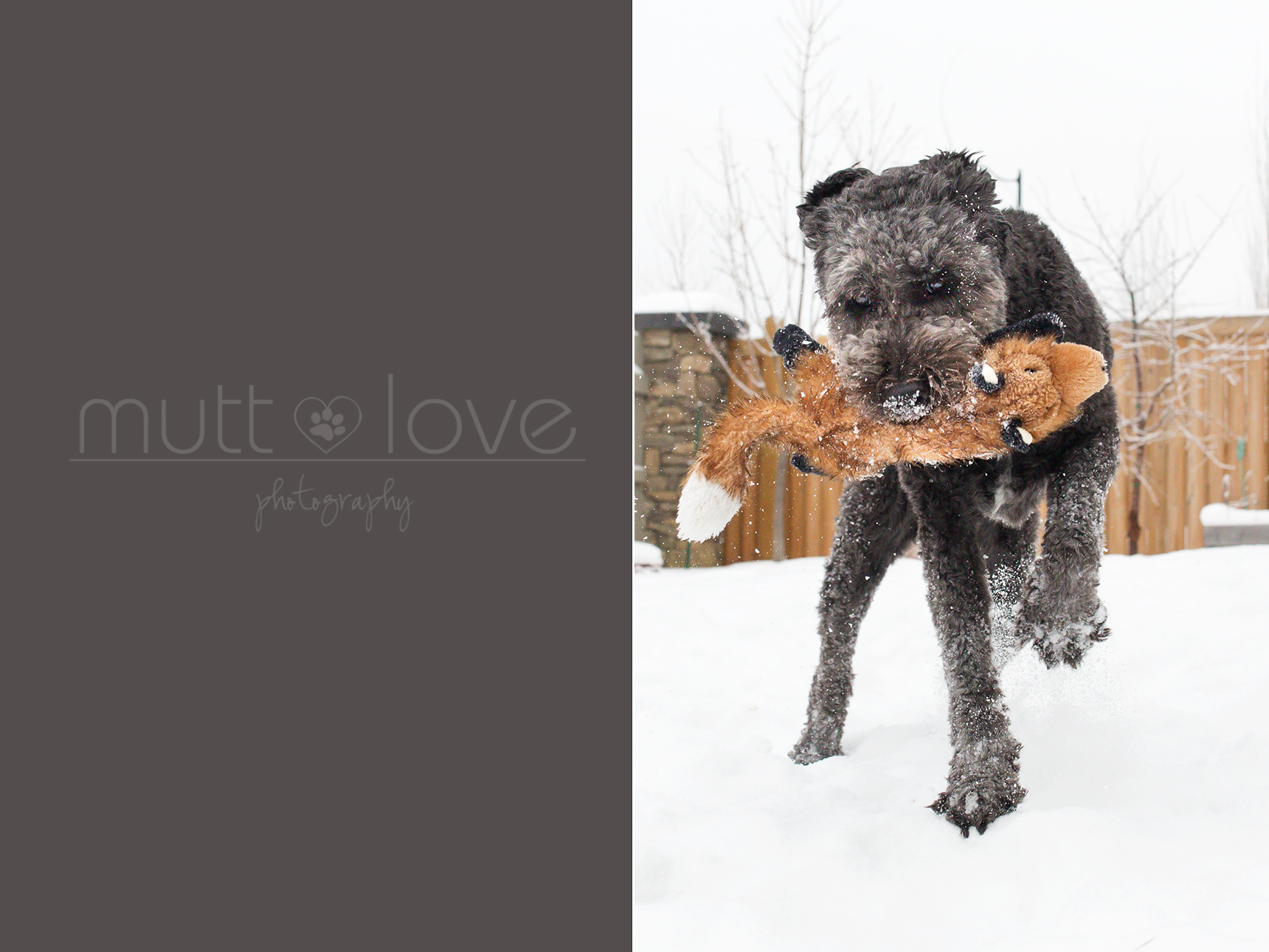 Mutt Love Dog Photography05
