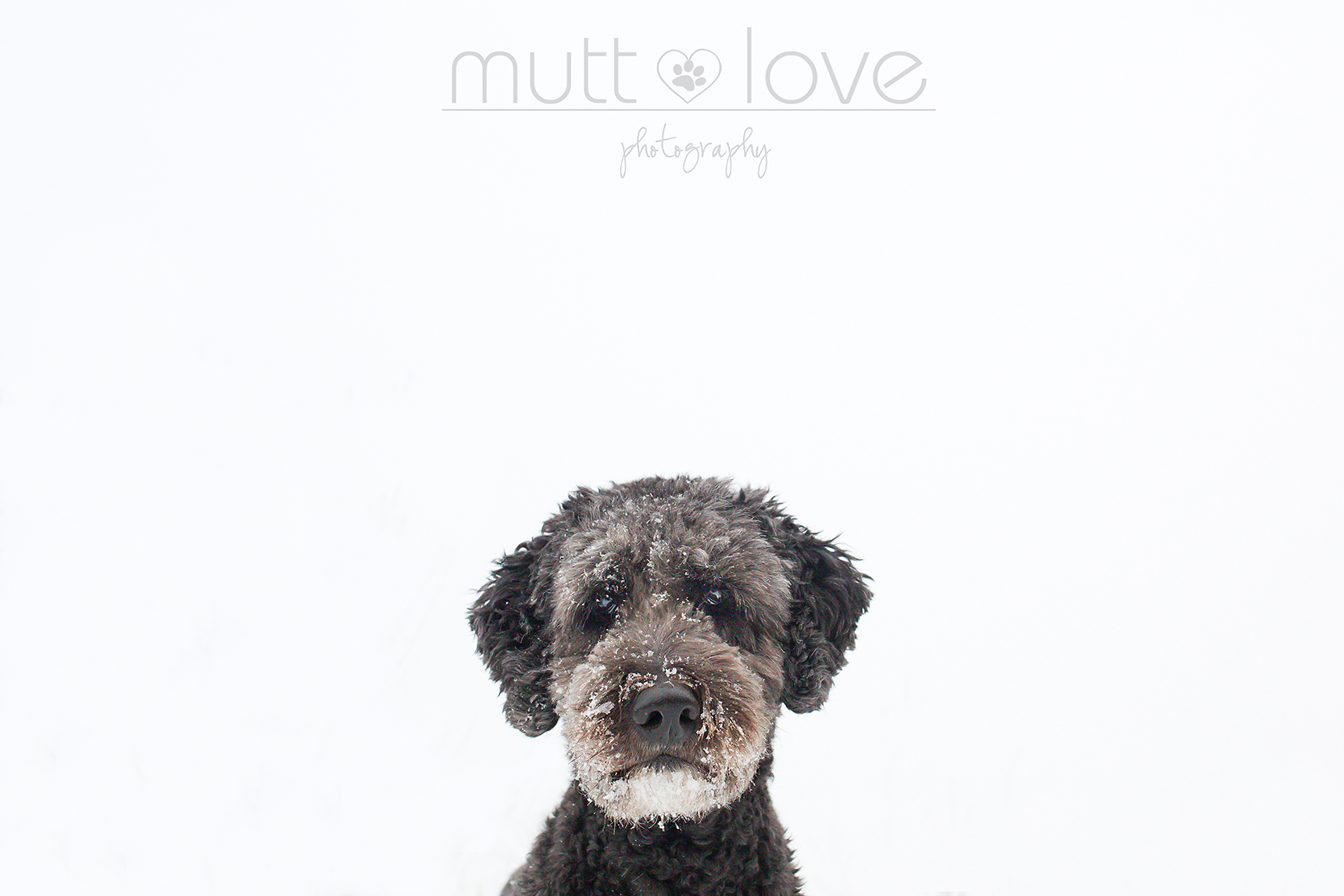 Mutt Love Dog Photography06