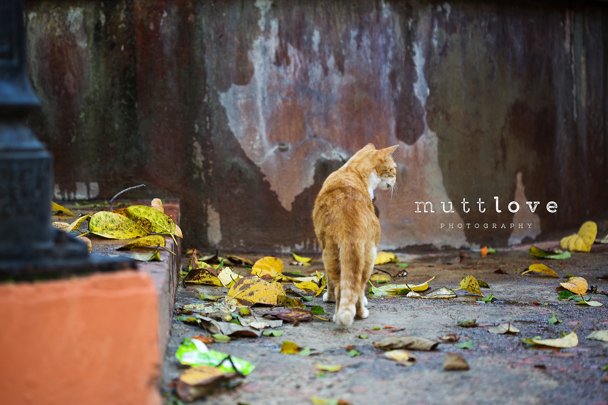 Cat Photography1