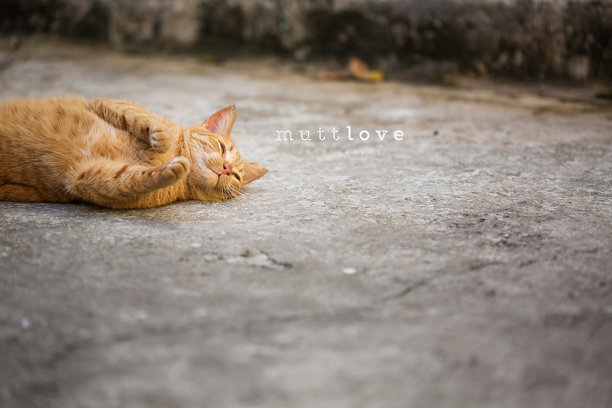 Cat Photography11