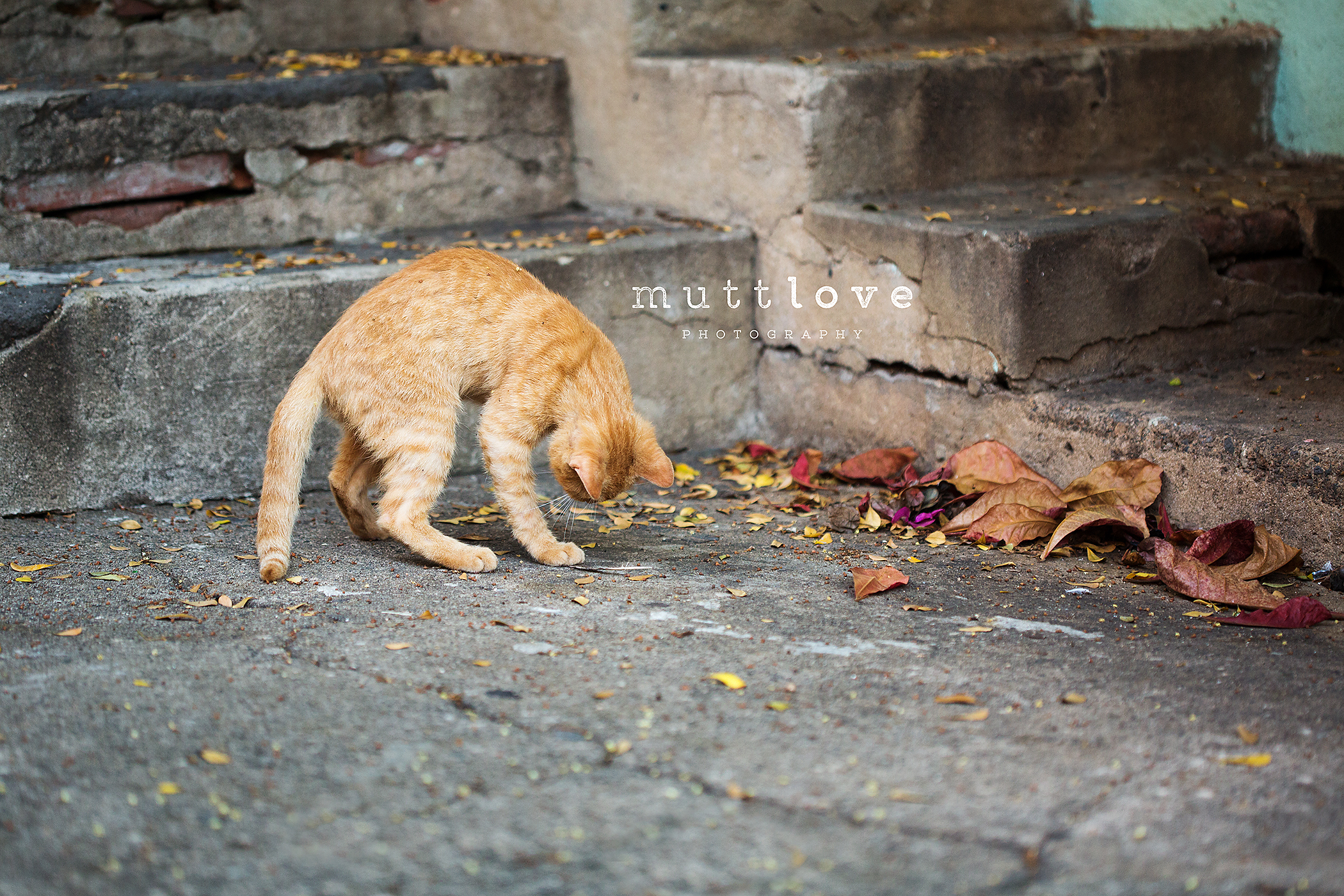 Cat Photography23