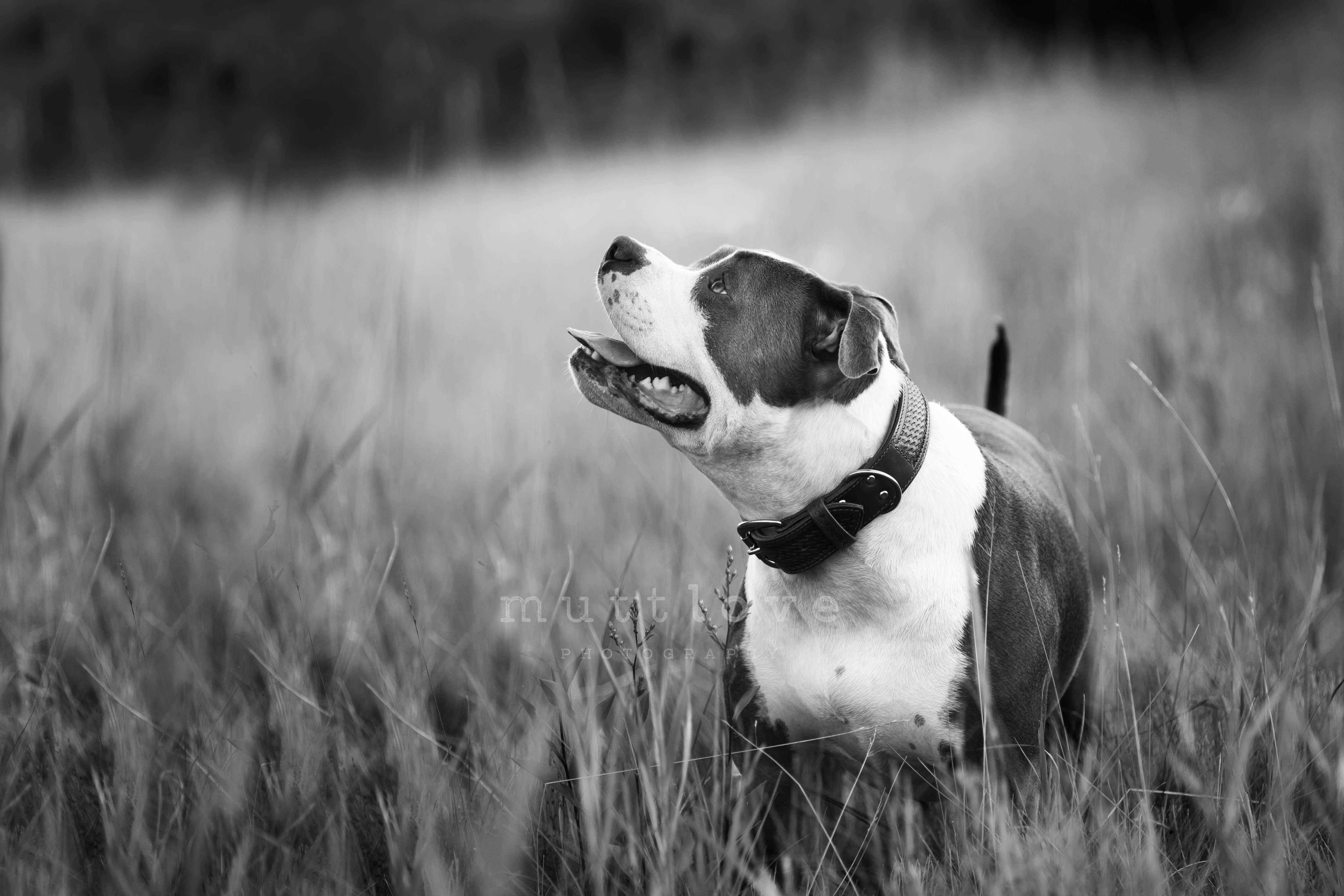 dog in black and white