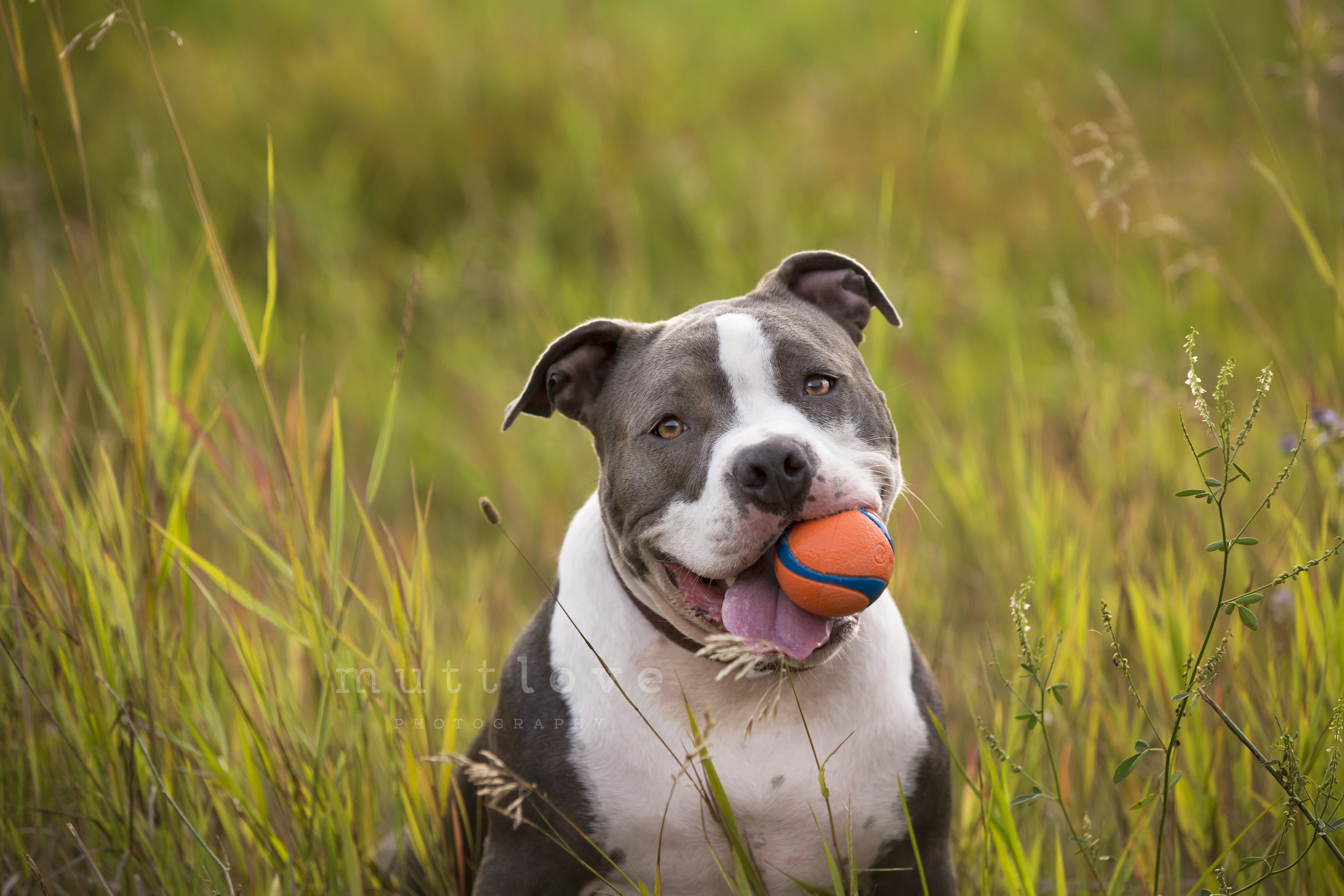 dog with ball playing